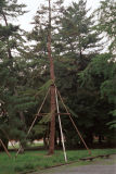 Kyoto-07.tif