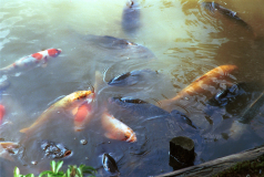 Kyoto-58.tif