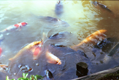 Kyoto-89.tif