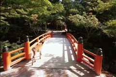 Miyajima_013.tif