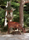 Miyajima_014.tif