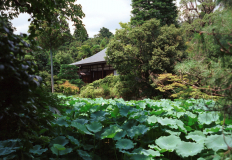 Ryoanji-13.tif