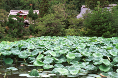 Ryoanji-17.tif
