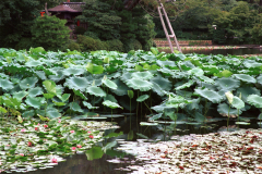 Ryoanji-20.tif