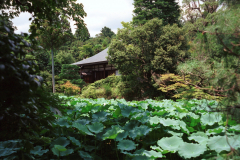Ryoanji-22.tif