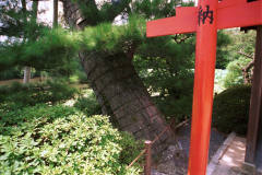 Ryoanji-23.tif