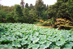 Ryoanji-24.tif